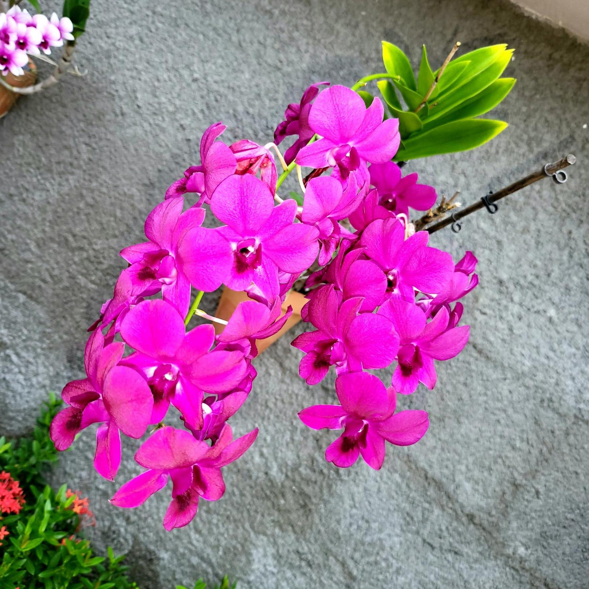 Residence Kay Mamy Zet เลอ ฟร็องซัว ภายนอก รูปภาพ